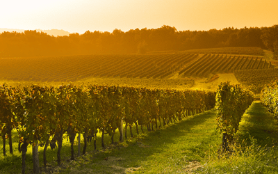 Gladstone Land Acquires Vineyards in Washington and Oregon