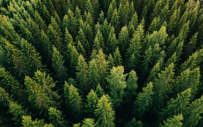 Bluerock Celebrates its 20 Year Anniversary with Gift of 20,000 Trees and a View to the Future