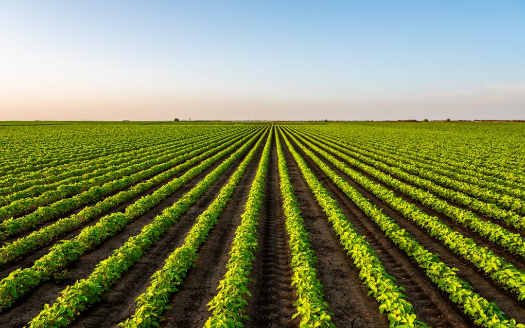 Gold Leaf Farming