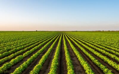 Gold Leaf Farming , A Unique Investment Opportunity