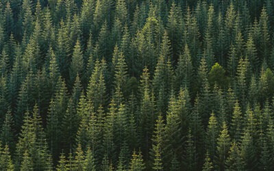 Which is the only nontraded REIT that has ever invested solely in timberlands and had a full-cycle event in 2015?