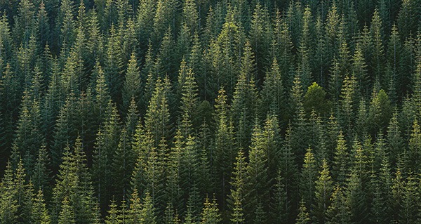 Which is the only nontraded REIT that has ever invested solely in timberlands and had a full-cycle event in 2015?