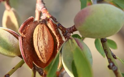 Gold Leaf Farming LP Investment Overview [pdf]