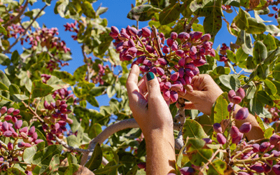 Gold Leaf Farming Appoints Alice Catalano to Head of Investor Relations