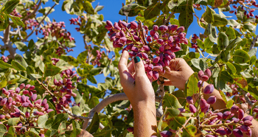 Gold Leaf Farming Appoints Alice Catalano to Head of Investor Relations