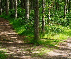 The dividends of policy divergence